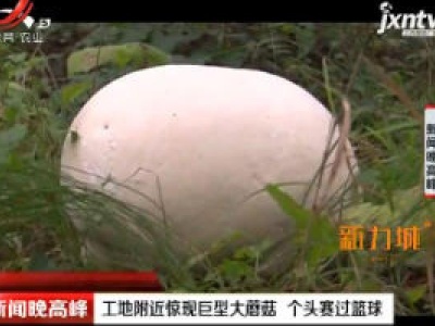 咸阳：工地附近惊现巨型大蘑菇 个头赛过篮球
