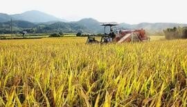 稳定粮食生产 端牢手中饭碗——看吉安市如何全力以赴抓好粮食安全生产