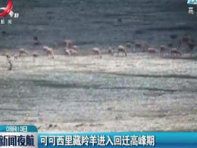 可可西里藏羚羊进入回迁高峰期