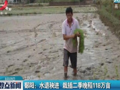 鄱阳：水退秧进 栽插二季晚稻118万亩