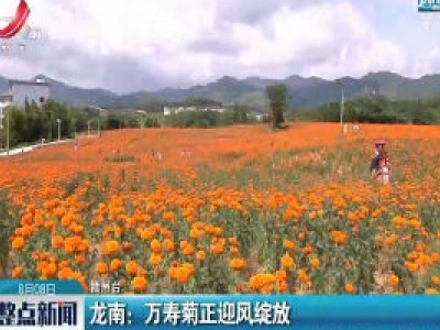 龙南：万寿菊正迎风绽放