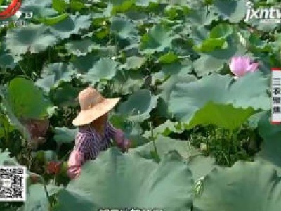 三农聚焦20200821 秀美长潭