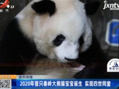 2020年首只秦岭大熊猫宝宝诞生 实现四世同堂