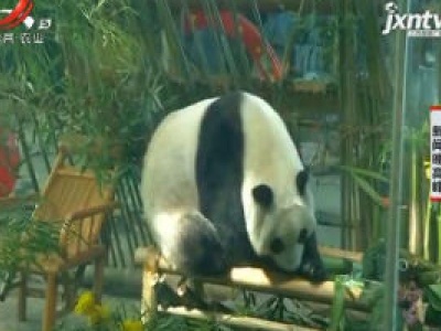 武汉：熊猫“春俏”成年了 憨态可掬萌翻全场