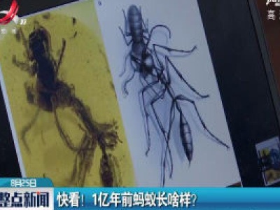 快看！1亿年前蚂蚁长啥样？