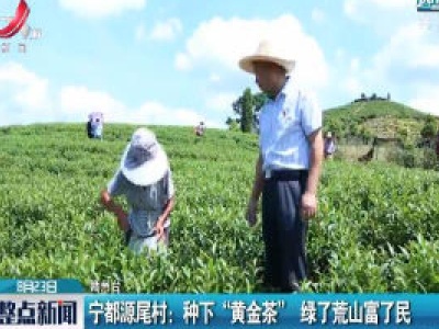 宁都源尾村：种下“黄金茶” 绿了荒山富了民