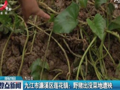 九江市濂溪区莲花镇：野猪出没菜地遭殃