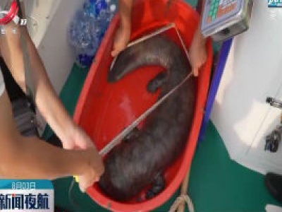 上饶：鄱阳饶河水域发现重32斤野生娃娃鱼