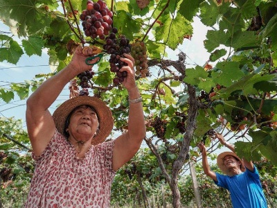进贤县：葡萄熟了，农民富了