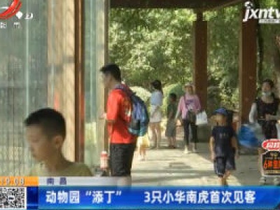 南昌：动物园“添丁” 3只小华南虎首次见客