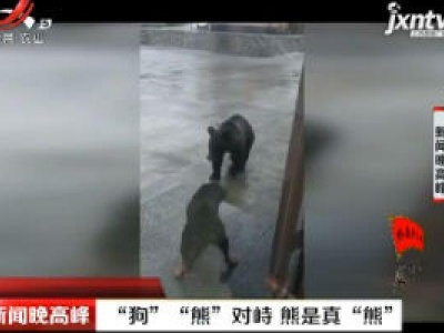 内蒙古：“狗”“熊”对峙 熊是真“熊”