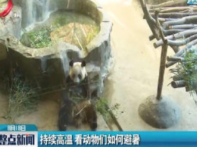 南京：持续高温 看动物们如何避暑