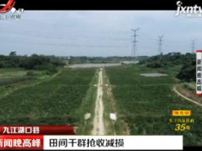 九江湖口县：田间干群抢收减损