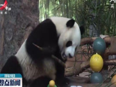 海南热带野生动植物园为熊猫兄弟庆祝生日