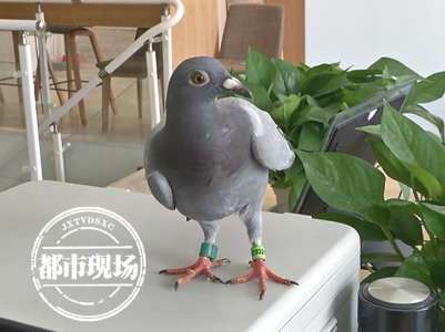 真的鸽！被南昌一市民捡到了，速来认领
