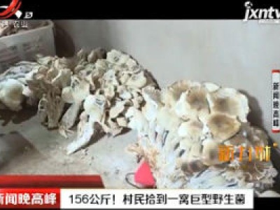 云南：156公斤！ 村民拾到一窝巨型野生菌
