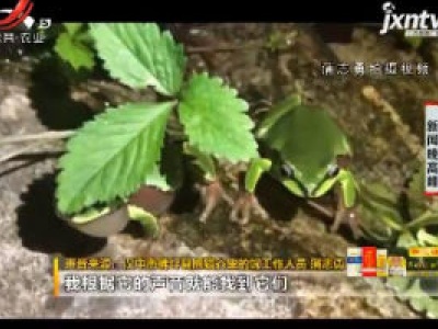 秦岭深处发现雨蛙 难得一见！