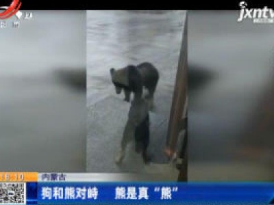 内蒙古：狗和熊对峙 熊是真“熊”