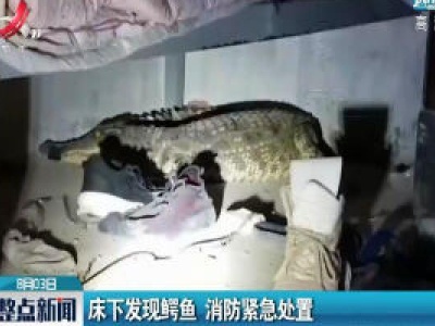 济南：床下发现鳄鱼 消防紧急处置