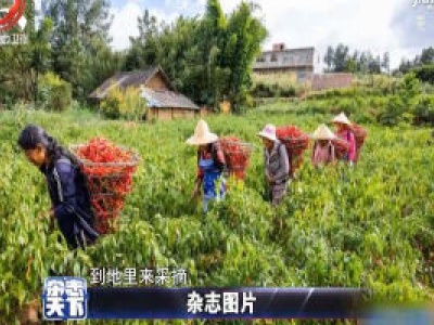 贵州毕节辣椒喜获丰收 村民抢抓农时背着背篓来采摘