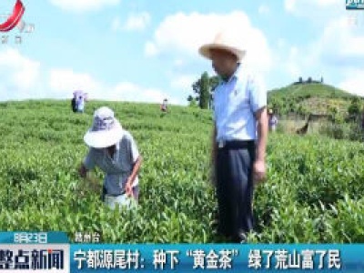 宁都源尾村：种下“黄金茶”绿了荒山富了民
