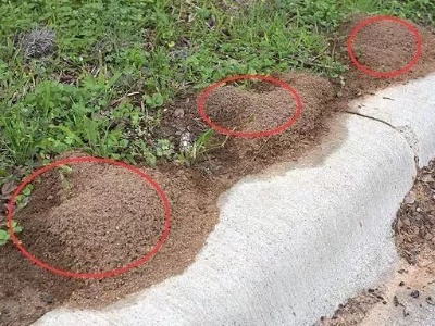 紧急提醒！这种外侵生物，江西已出现！