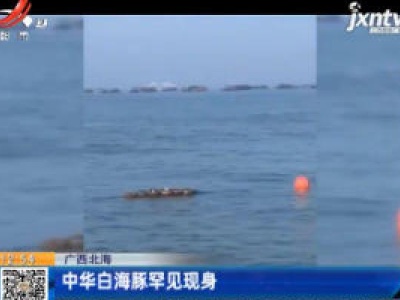 广西北海：中华白海豚罕见现身