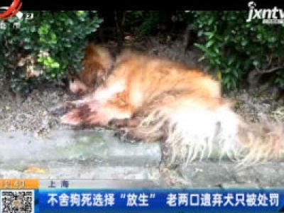 上海：不舍狗死选择“放生” 老两口遗弃犬只被处罚
