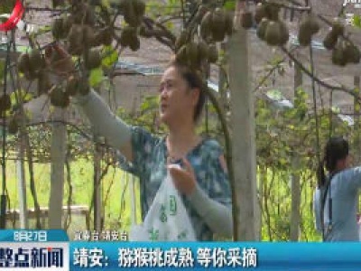 靖安：猕猴桃成熟 等你采摘