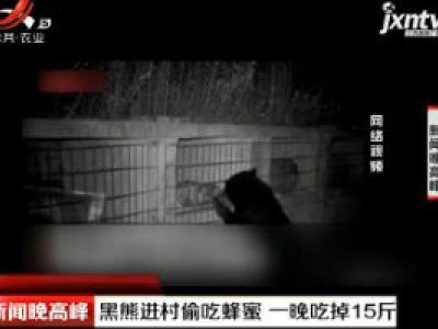四川：黑熊进村偷吃蜂蜜 一晚吃掉15斤