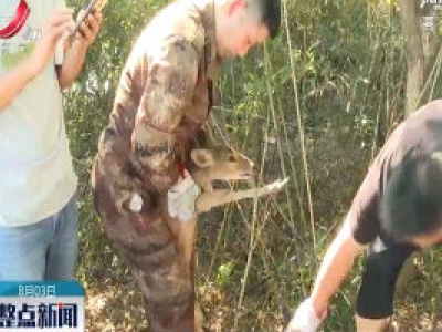 九江：40只河麂在鄱阳湖朱袍山野放