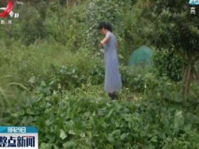 九江市濂溪区莲花镇：野猪出没菜地遭殃