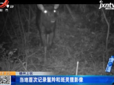 赣州上犹：当地首次记录鬛羚和斑灵狸影像