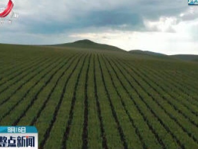 内蒙古：“毁粮种树”风波调查：种植户擅自在退耕地上播种作业