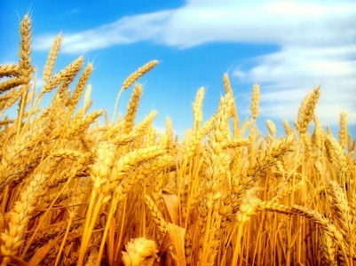 夏粮大丰收小麦的收购量却减少了？业内：农民惜售