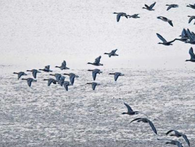 洪灾致鄱阳湖水生植物量下降 江西五项措施保候鸟安全越冬