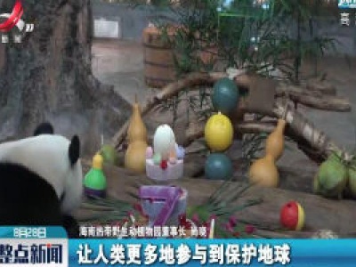 海南热带野生动植物园为熊猫兄弟庆祝生日