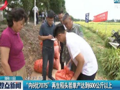 “内6优7075” 再生稻头茬单产达到600公斤以上