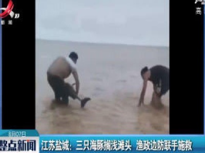 江苏盐城：三只海豚搁浅滩头 渔政边防联手施救