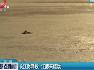 长江彭泽段 江豚来嬉戏