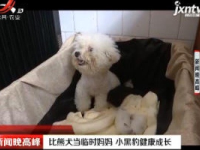 昆明：比熊犬当临时妈妈 小黑豹健康成长