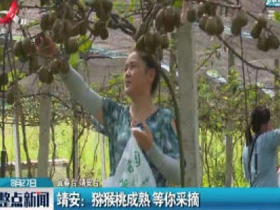 靖安：猕猴桃成熟 等你采摘