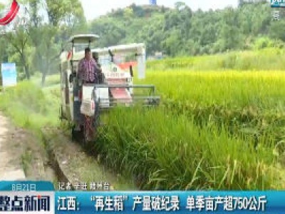 江西：“再生稻”产量破纪录 单季亩产超750公斤