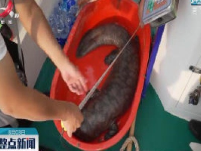  鄱阳饶河水域发现重32斤野生娃娃鱼