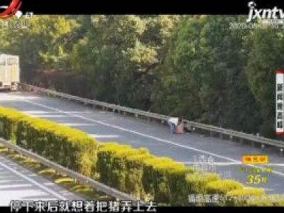 江西：危险！小猪太热高速“跳车”  驾驶员倒车“追捕”