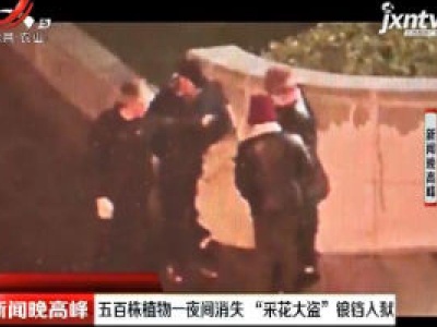 上海：五百株植物一夜间消失 “采花大盗”银铛入狱