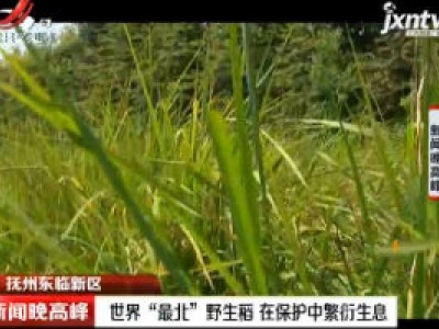 抚州东临新区：世界“最北”野生稻 在保护中繁衍生息