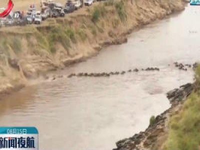 动物大迁徙如期而至 肯尼亚马赛马拉保护区旅游逐步恢复