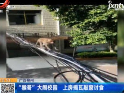 广西柳州：“猴哥”大闹校园 上房揭瓦敲窗讨食