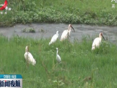 陕西汉阴：成群朱鹮河岸嬉戏 曾经世上仅存7只